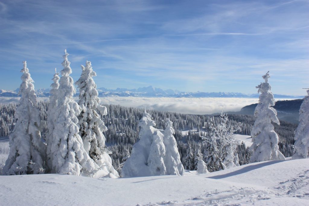Paysage de forêt après une chute de neige