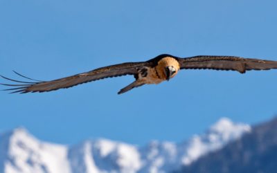 Connaissez-vous le gypaète, ce vautour alpin ?