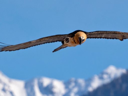 Connaissez-vous le gypaète, ce vautour alpin ? Connaissez-vous le gypaète, ce vautour alpin ?