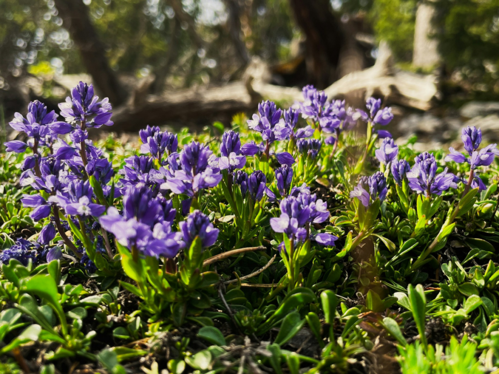 flore vercors