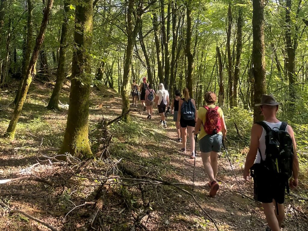 Groupe de randonneurs avec sacs à dos et bâtons sur un sentier en sous bois, entre de grands arbres moussus, sous une lumière d’été
