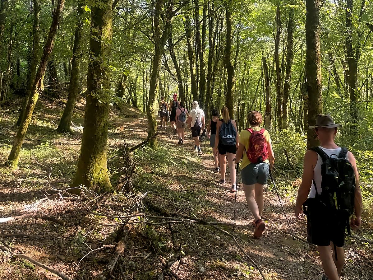 Groupe de randonneurs avec sacs à dos et bâtons sur un sentier en sous bois, entre de grands arbres moussus, sous une lumière d’été
