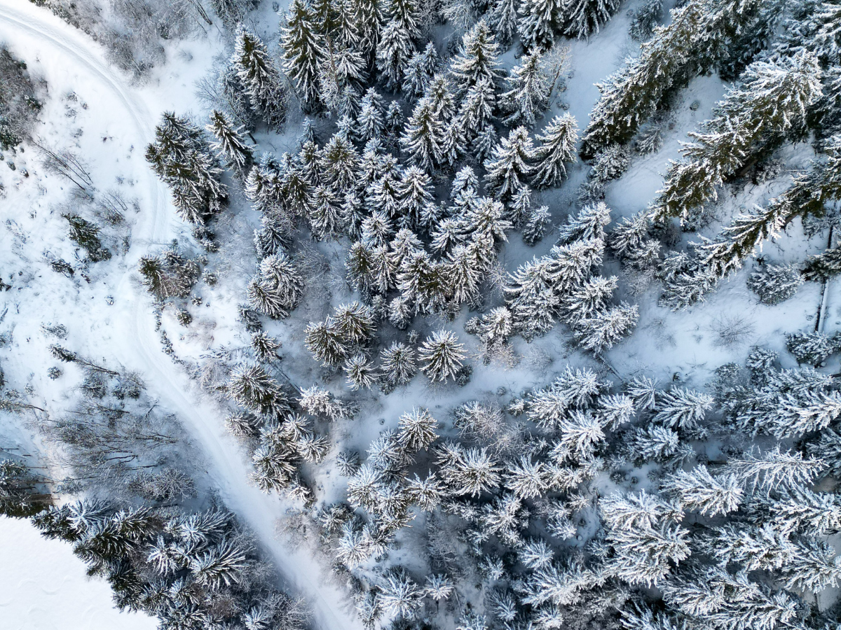 vue aérienne des sapins enneigés dans le Beaufortain